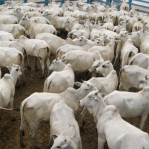 Deputados aprovam reforma nas taxas do trânsito de animais no Espírito Santo