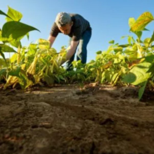 Ales aprova política de incentivo a bancos comunitários de sementes e fortalecimento da agricultura familiar