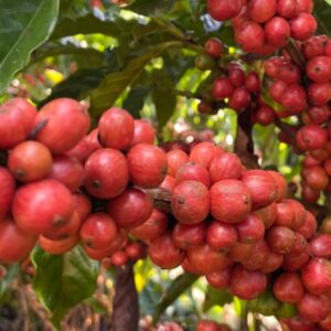 Jaguaré consegue registrar nove marcas de café conilon especiais