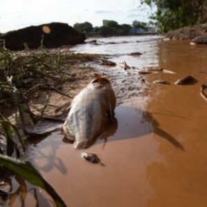 Tribunal de Contas vai fiscalizar R$ 15,2 bilhões do Acordo do Rio Doce