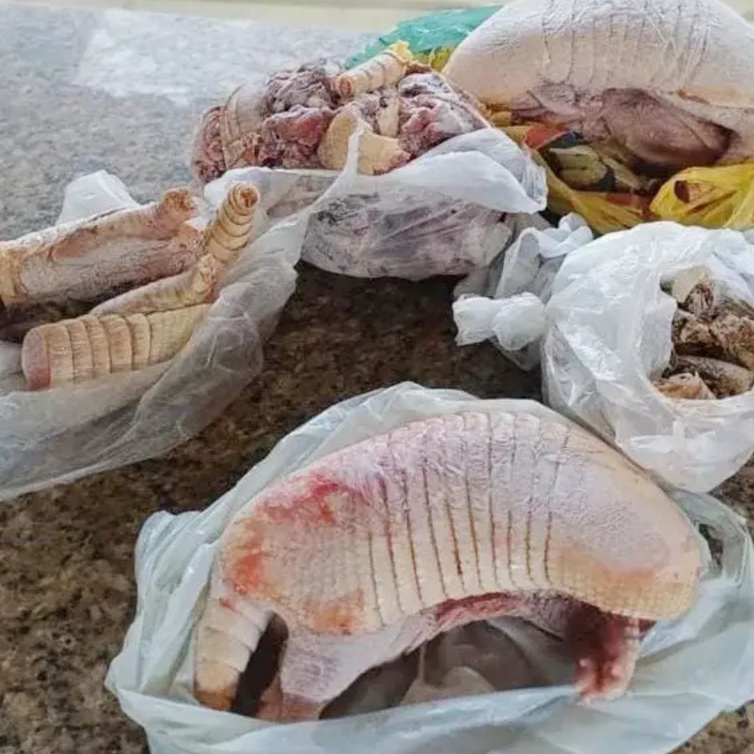 Caça predatória e animais silvestres são apreendidos na casa de ex-vereador do ES